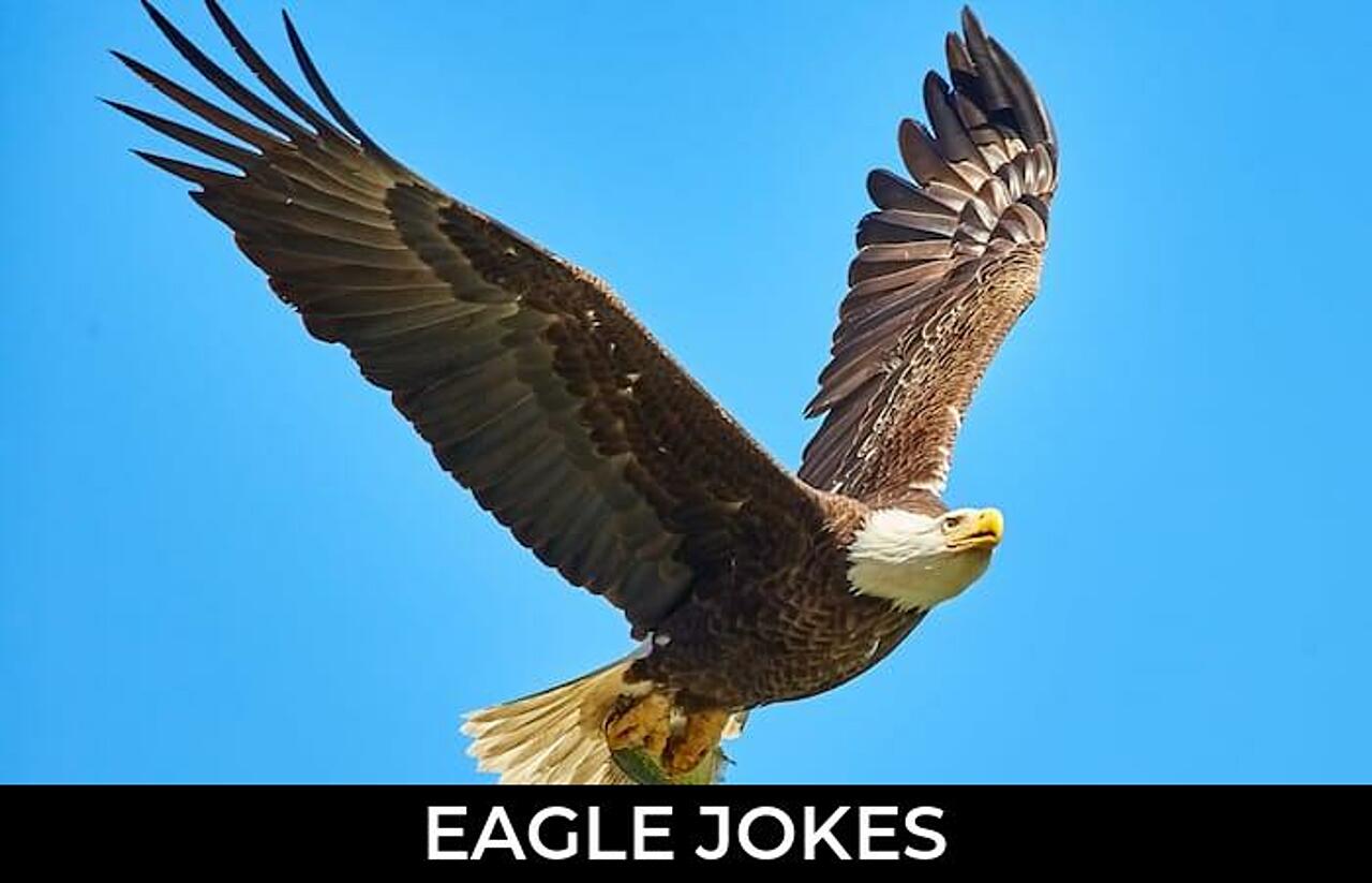 112+ Eagle Jokes And Funny Puns JokoJokes