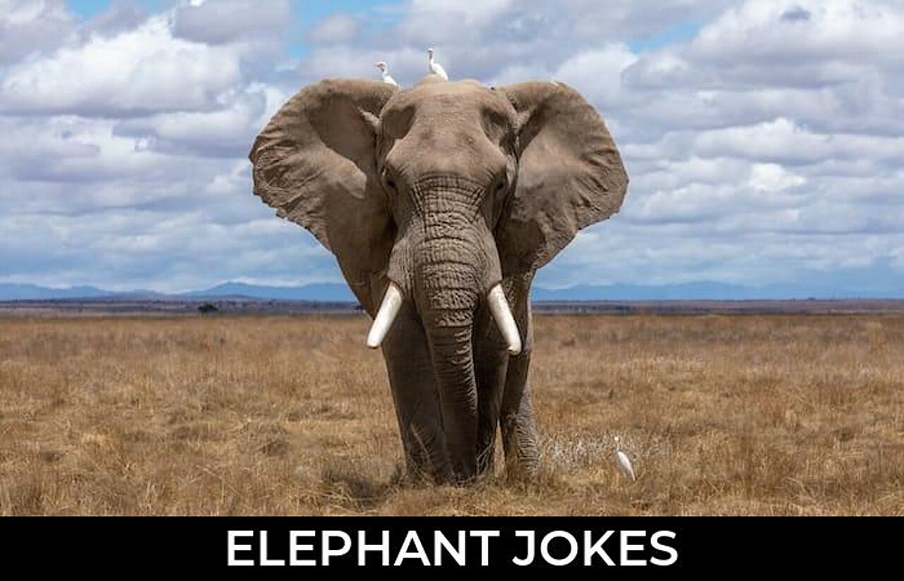144+ Elephant Jokes And Funny Puns JokoJokes
