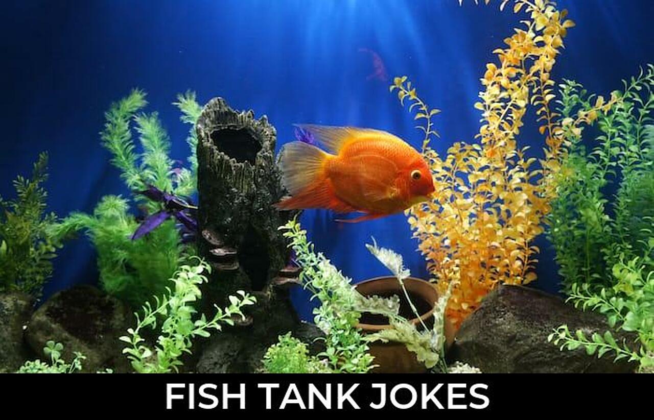 67+ Fish Tank Jokes And Funny Puns JokoJokes