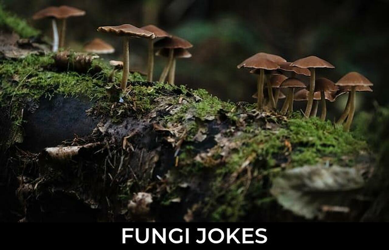 110+ Fungi Jokes And Funny Puns JokoJokes