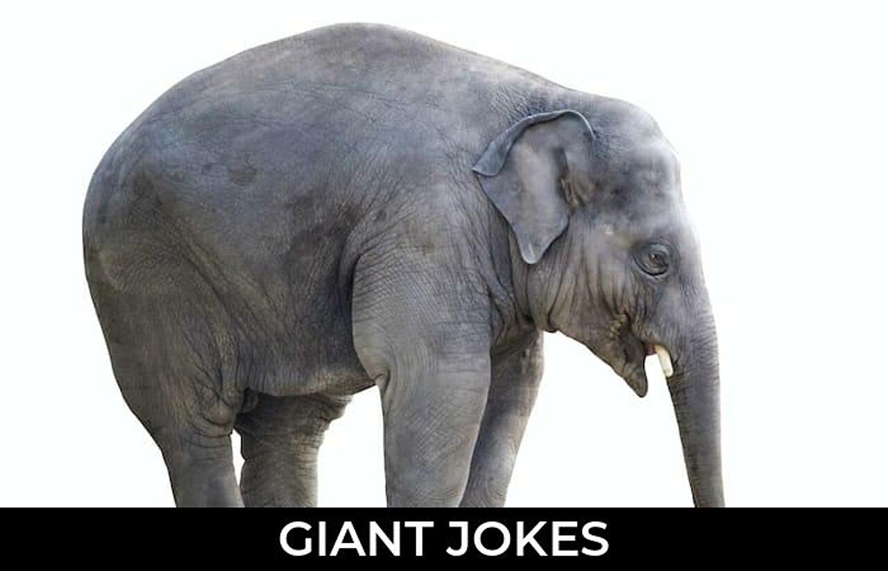 103+ Giant Jokes And Funny Puns JokoJokes