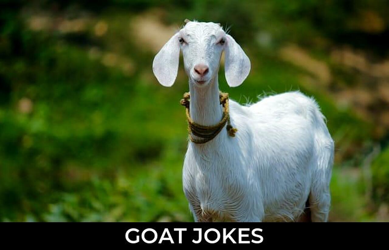 155+ Goat Jokes And Funny Puns JokoJokes