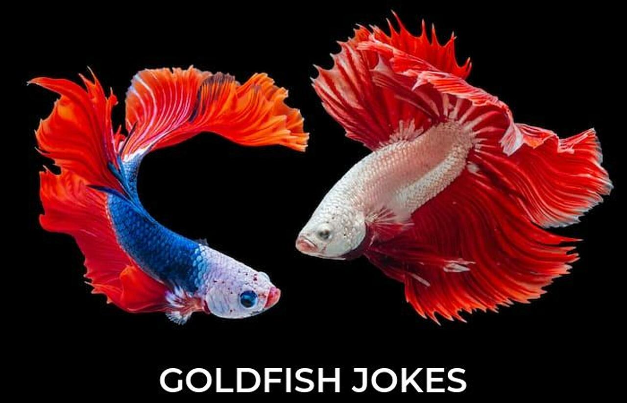 111+ Goldfish Jokes And Funny Puns JokoJokes