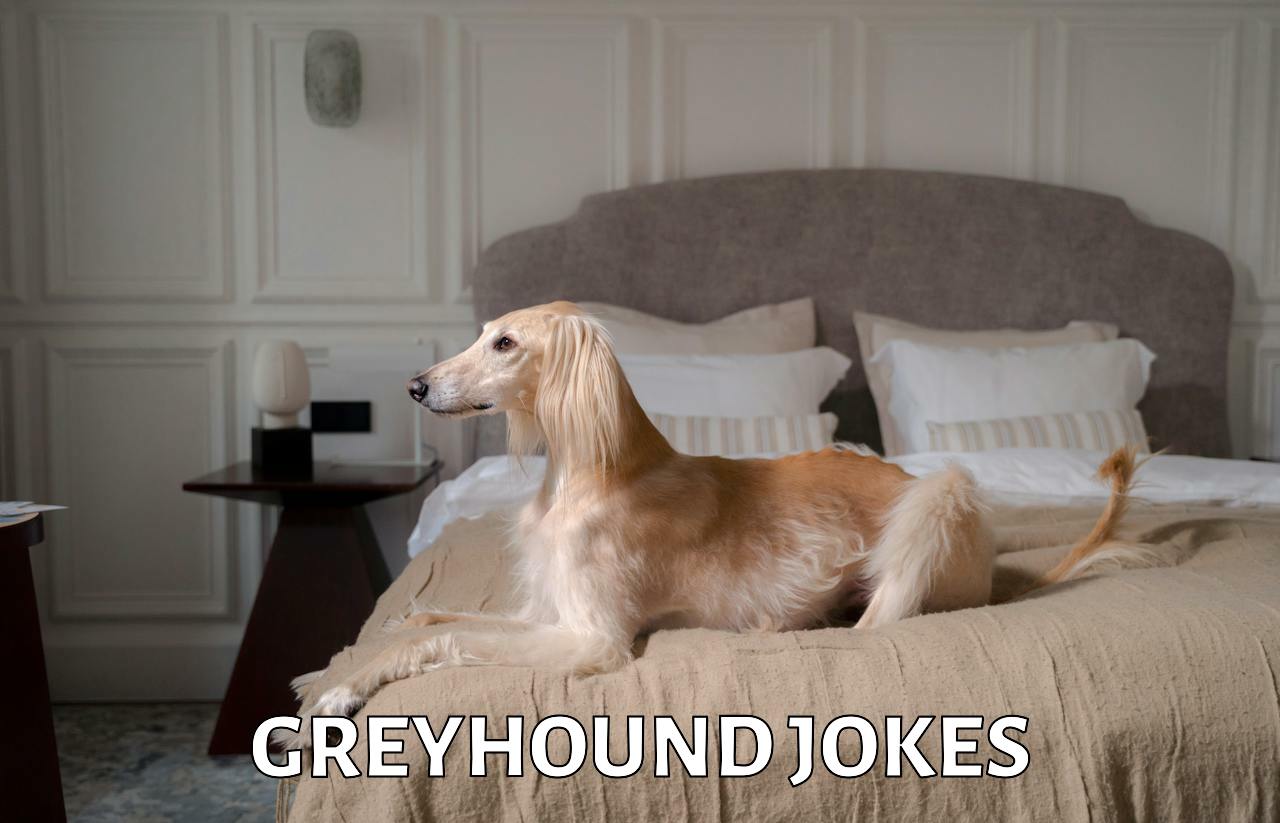 25+ Greyhound Jokes And Funny Puns JokoJokes