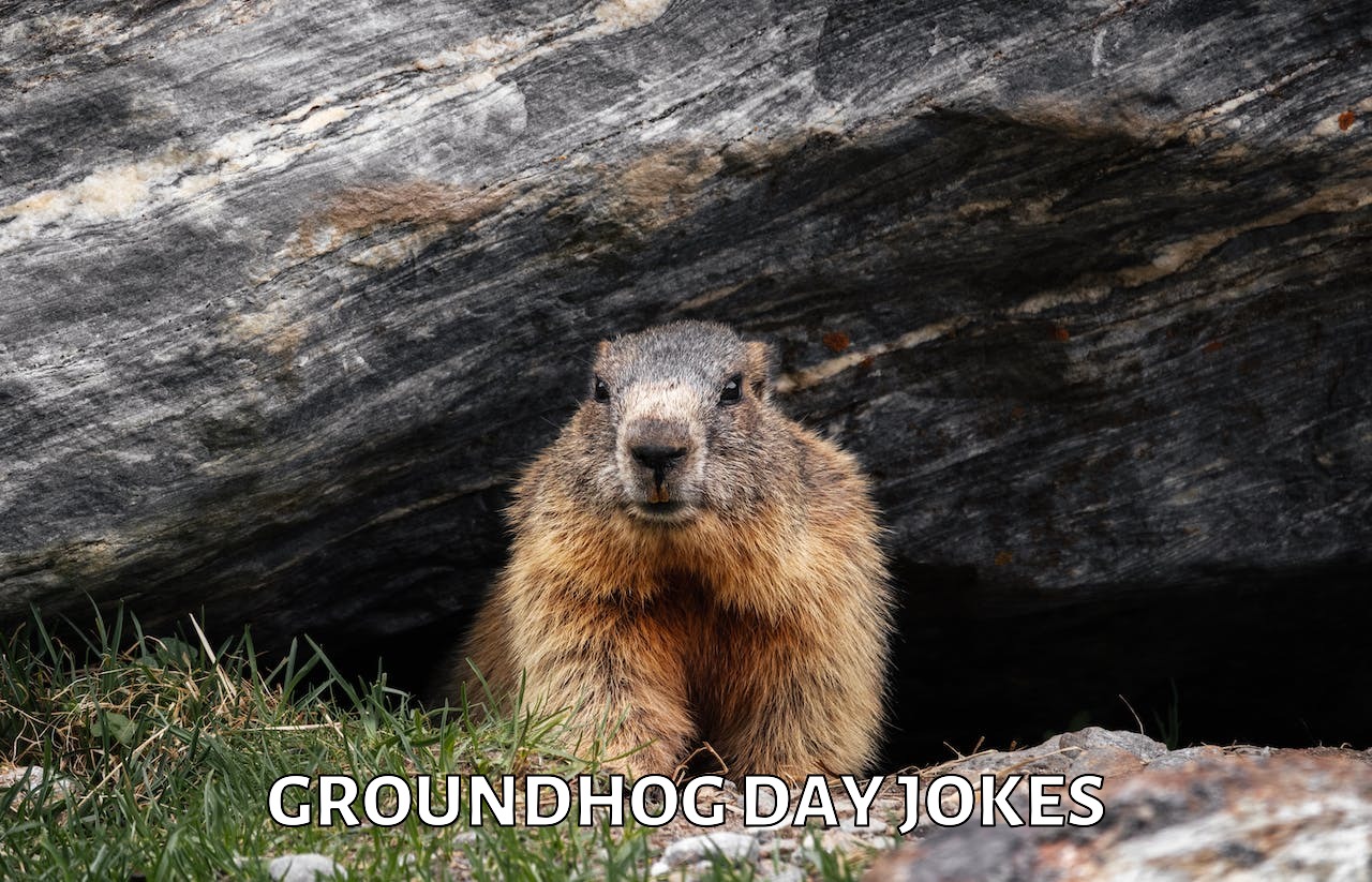 23+ Groundhog Day Jokes And Funny Puns JokoJokes