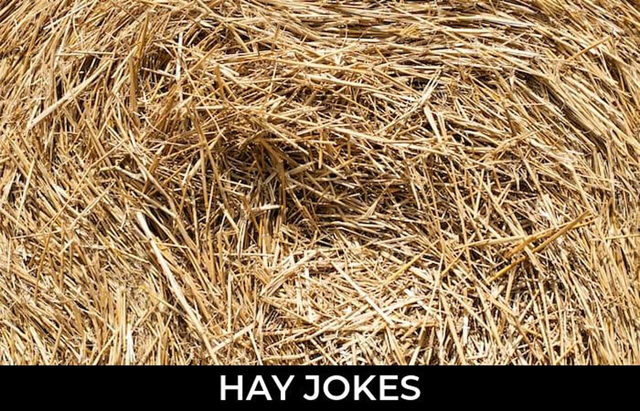 136+ Hay Jokes And Funny Puns JokoJokes