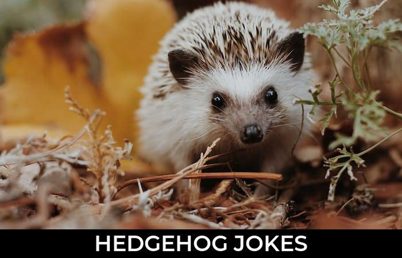 47+ Hedgehog Jokes That Will Make You Laugh Out Loud