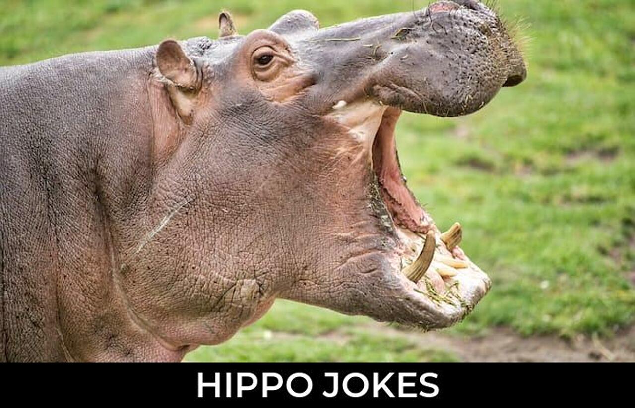 80+ Hippo Jokes And Funny Puns JokoJokes