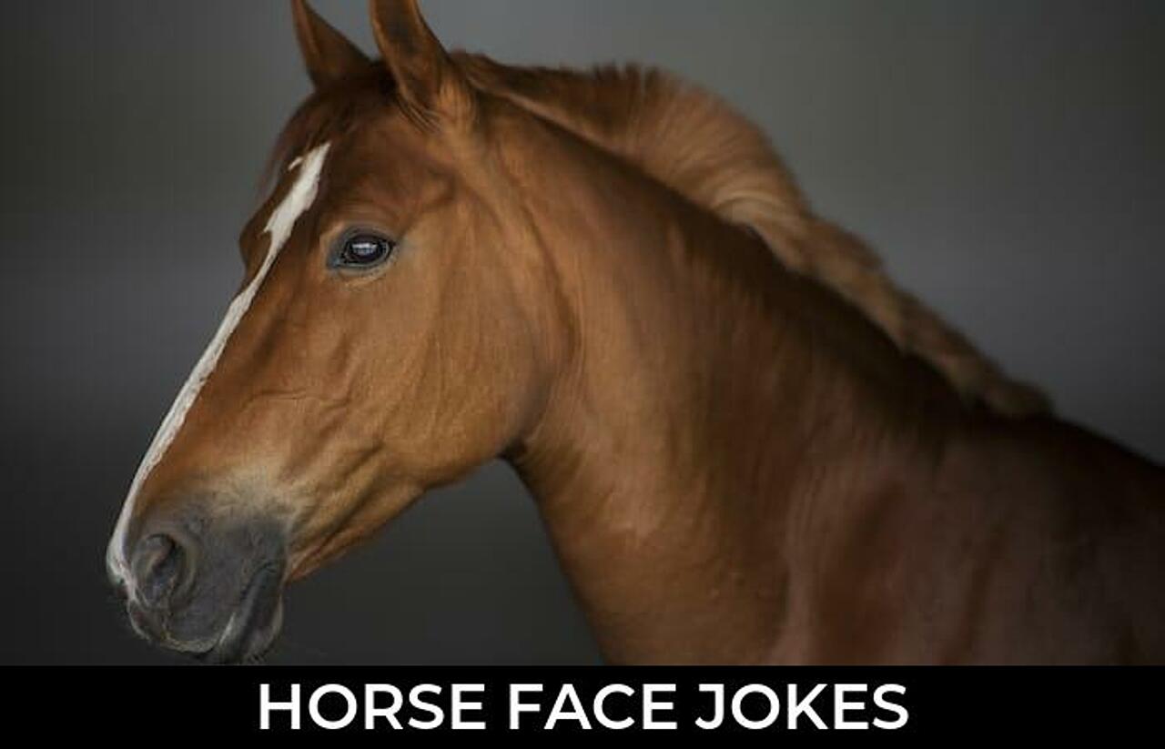 65+ Horse Face Jokes To Make Fun JokoJokes