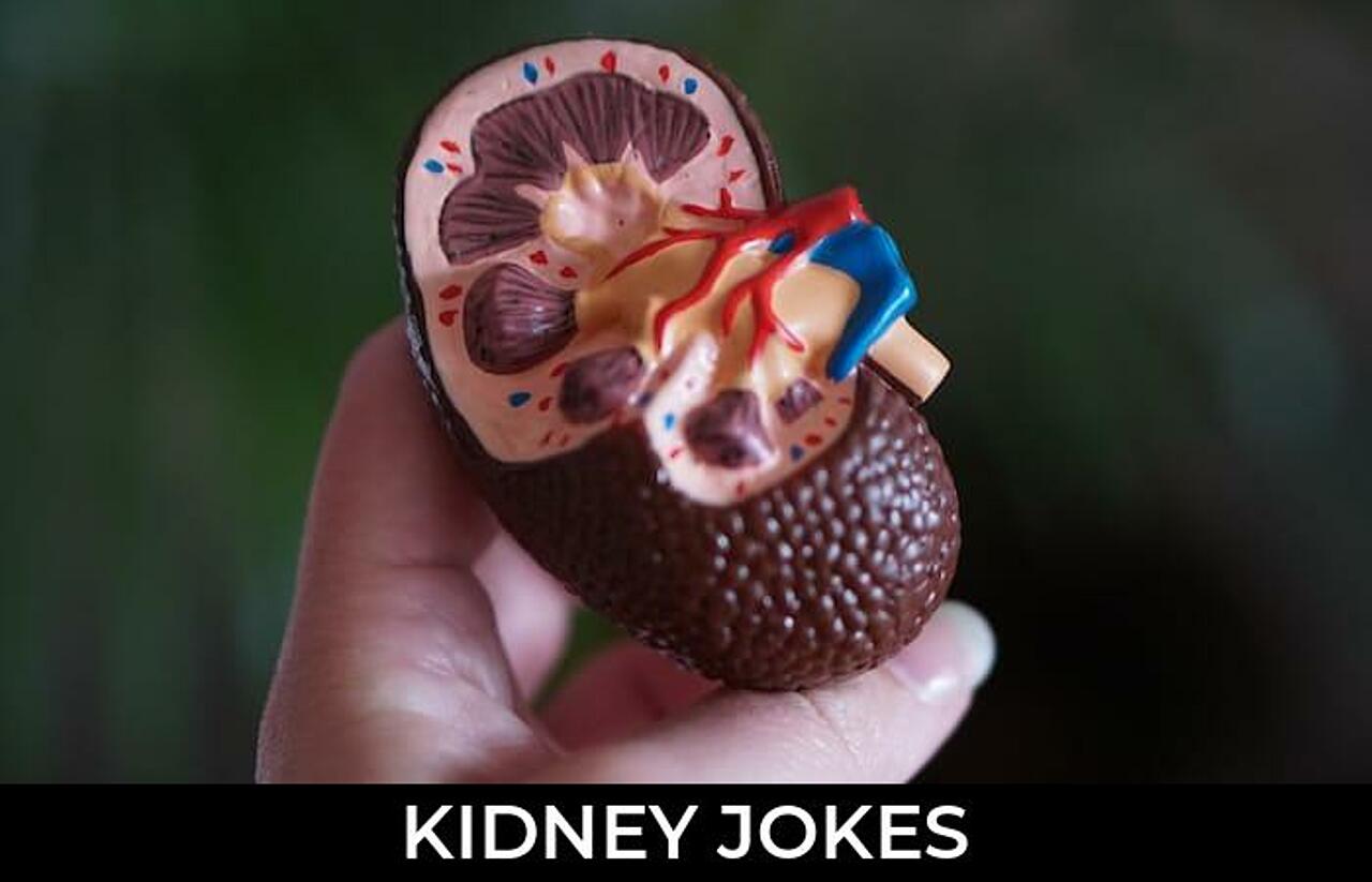 160+ Kidney Jokes And Funny Puns JokoJokes