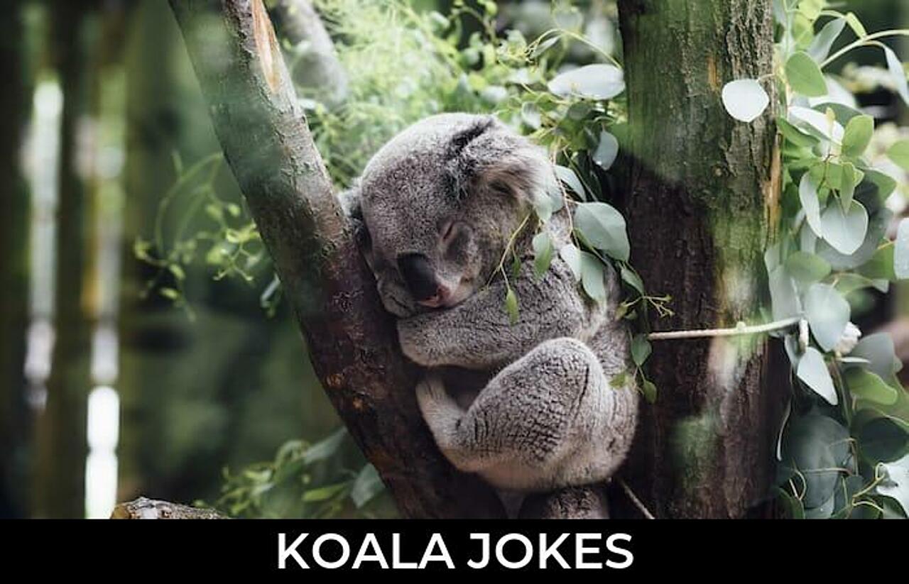 98+ Koala Jokes And Funny Puns JokoJokes