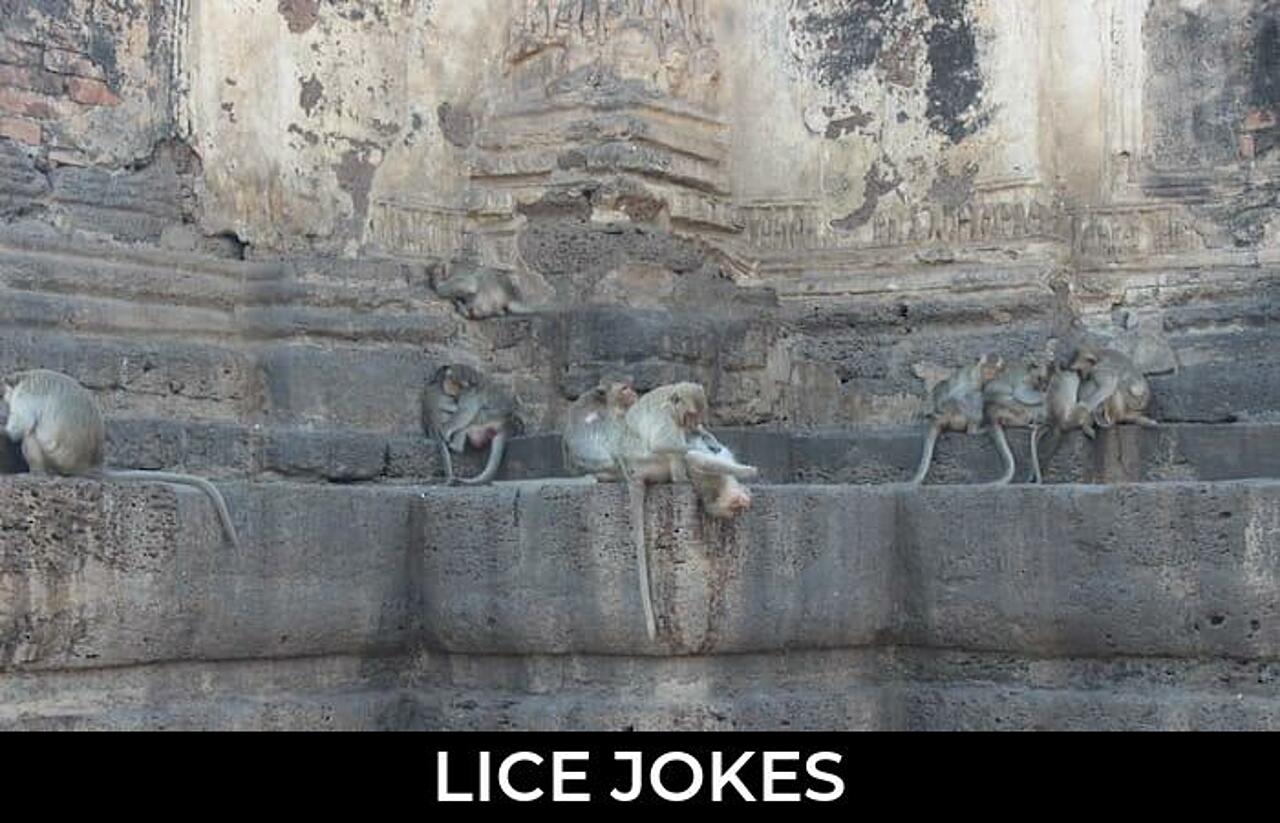 59+ Lice Jokes And Funny Puns JokoJokes