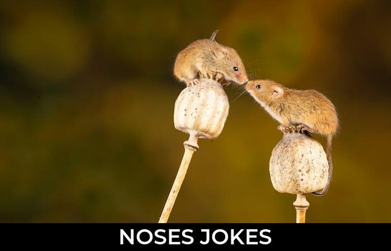 66+ Noses Jokes That Are Funny And Good JokoJokes