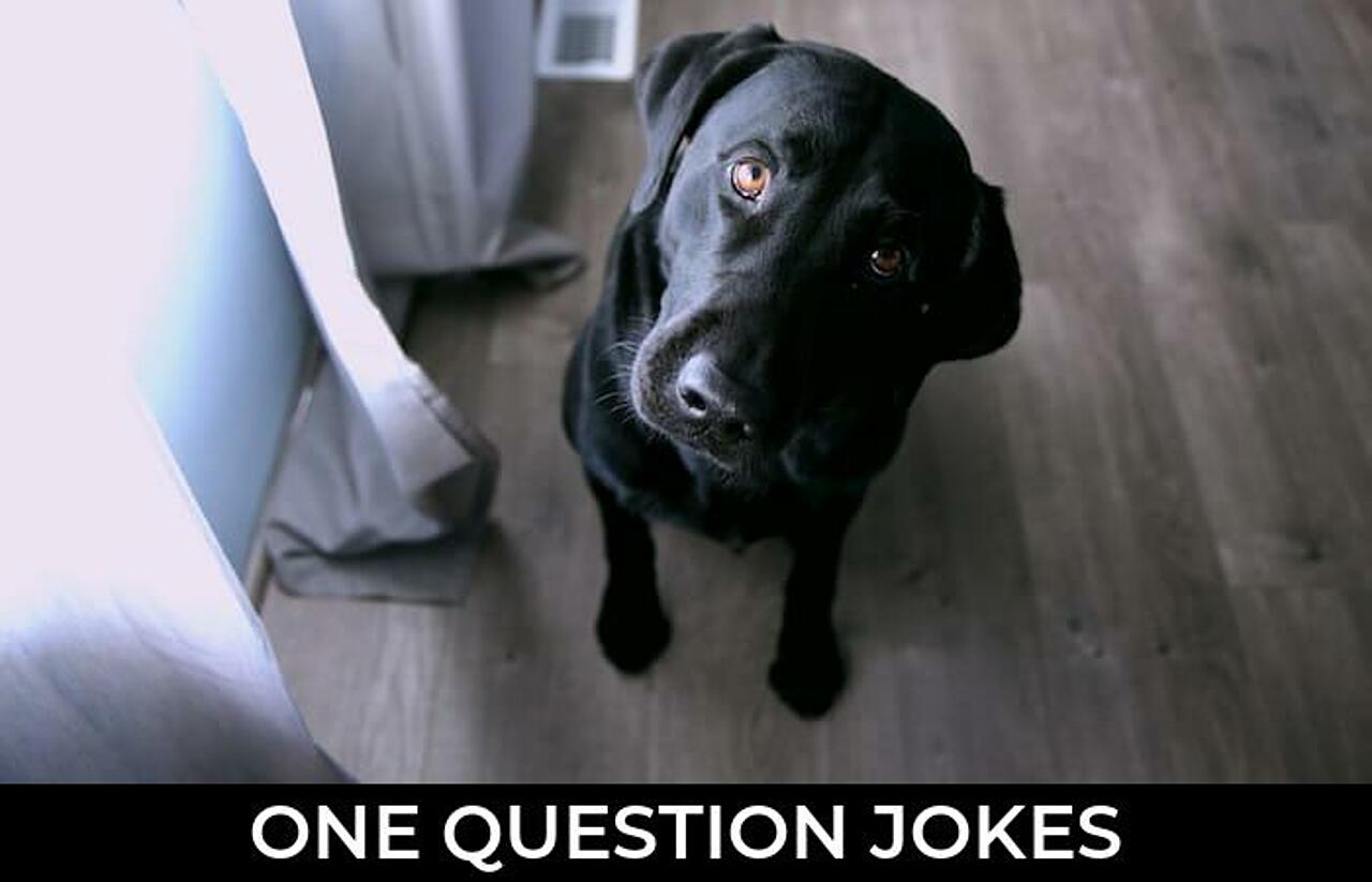 120+ One Question Jokes And Funny Puns JokoJokes