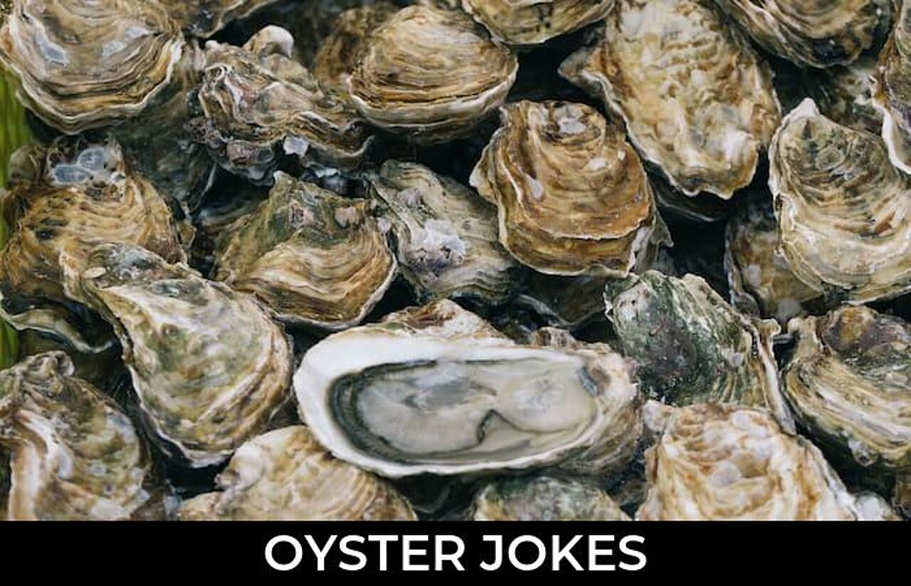 39+ Oyster Jokes And Funny Puns JokoJokes