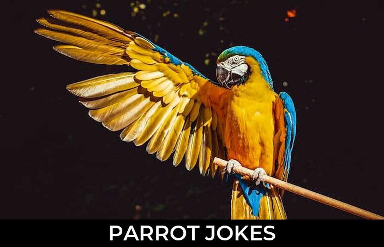 114+ Parrot Jokes And Funny Puns JokoJokes