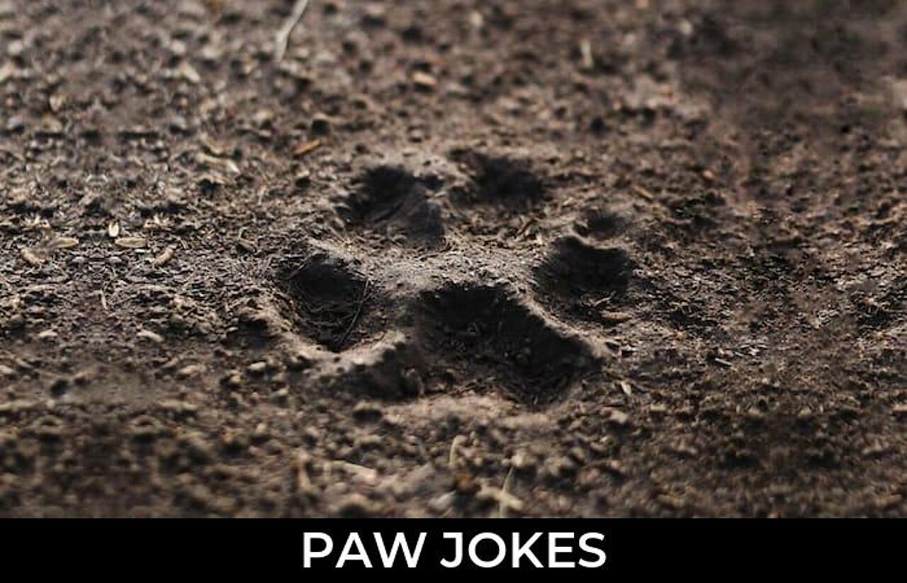 80+ Paw Jokes And Funny Puns JokoJokes
