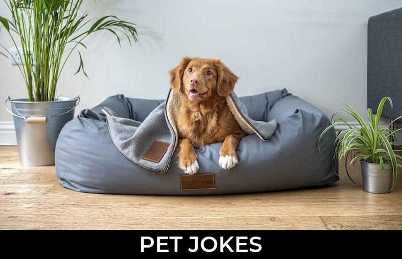 65+ Pet Jokes To Make Fun JokoJokes