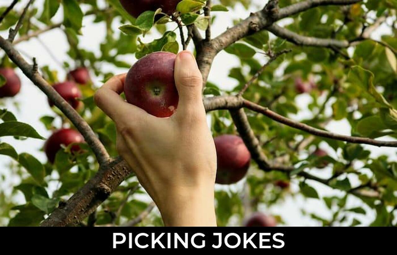 199+ Picking Jokes And Funny Puns JokoJokes
