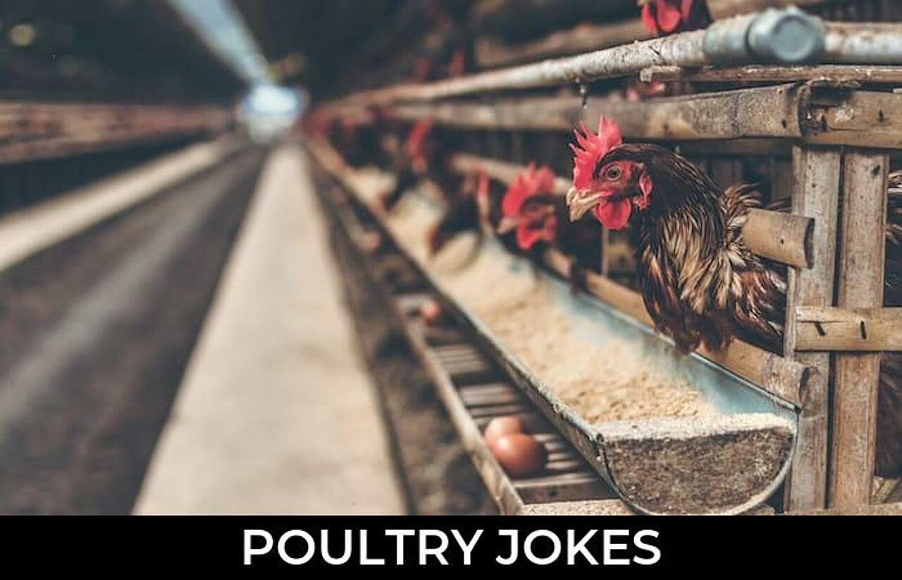 61+ Poultry Jokes And Funny Puns JokoJokes