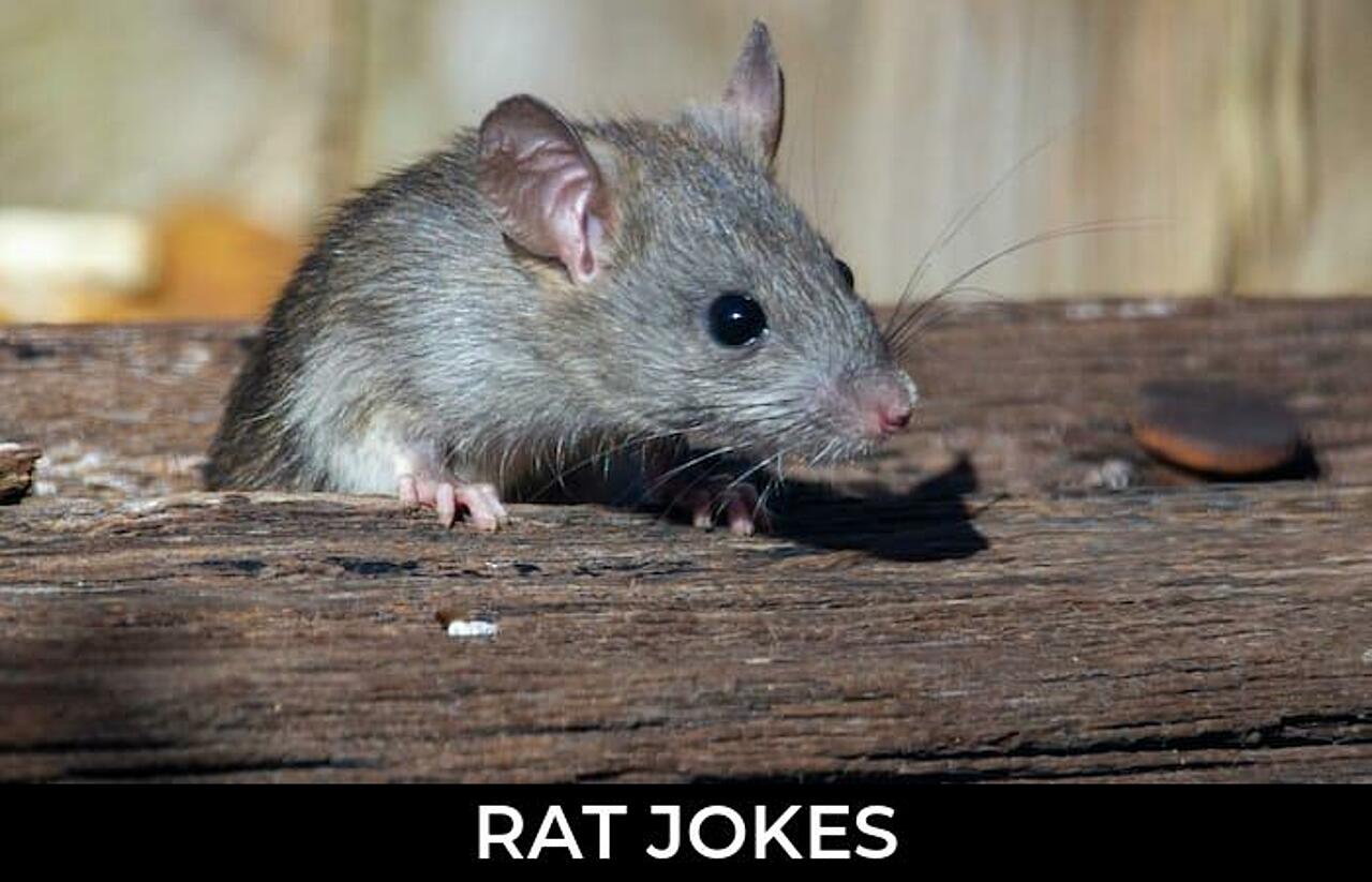 61+ Rat Jokes And Funny Puns JokoJokes
