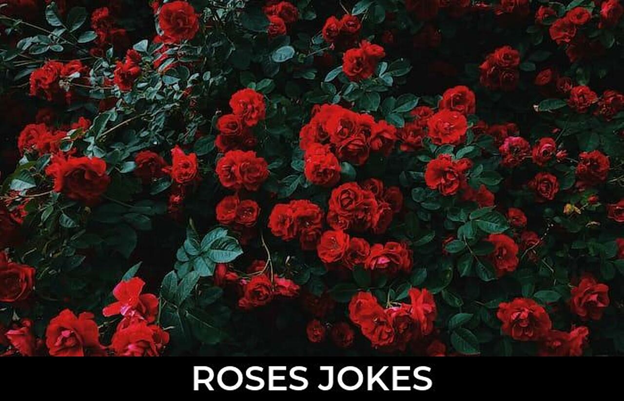 90+ Roses Jokes That Will Make You Laugh Out Loud