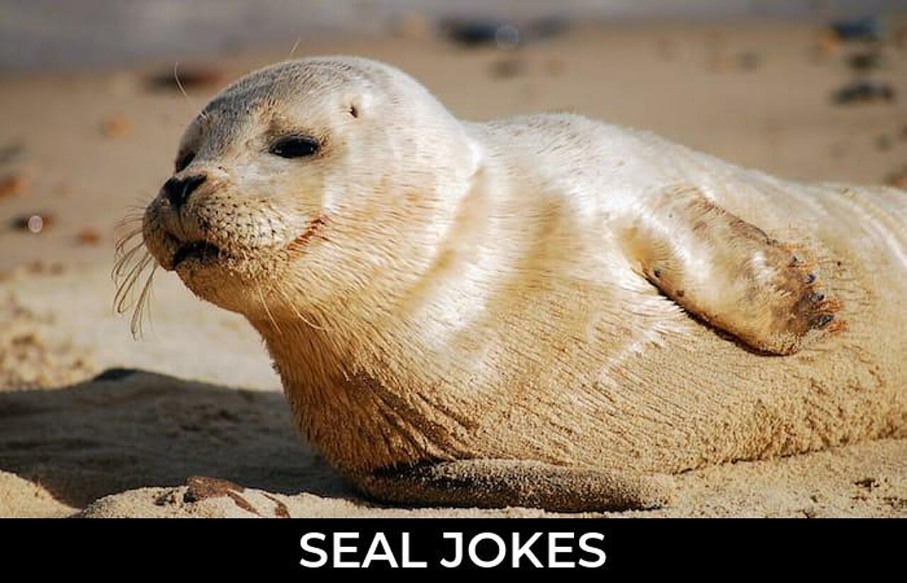 156+ Seal Jokes And Funny Puns JokoJokes