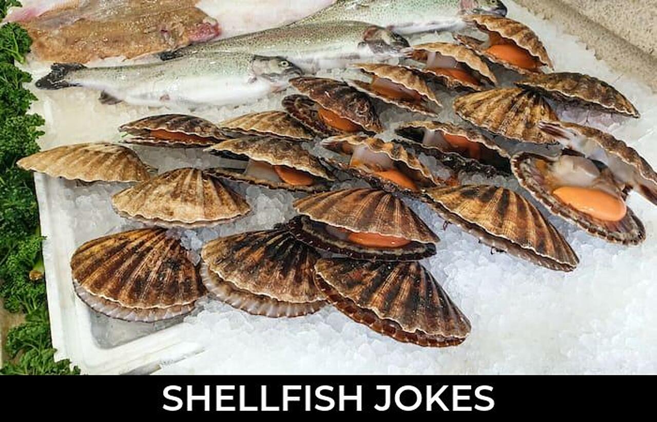 109+ Shellfish Jokes And Funny Puns JokoJokes