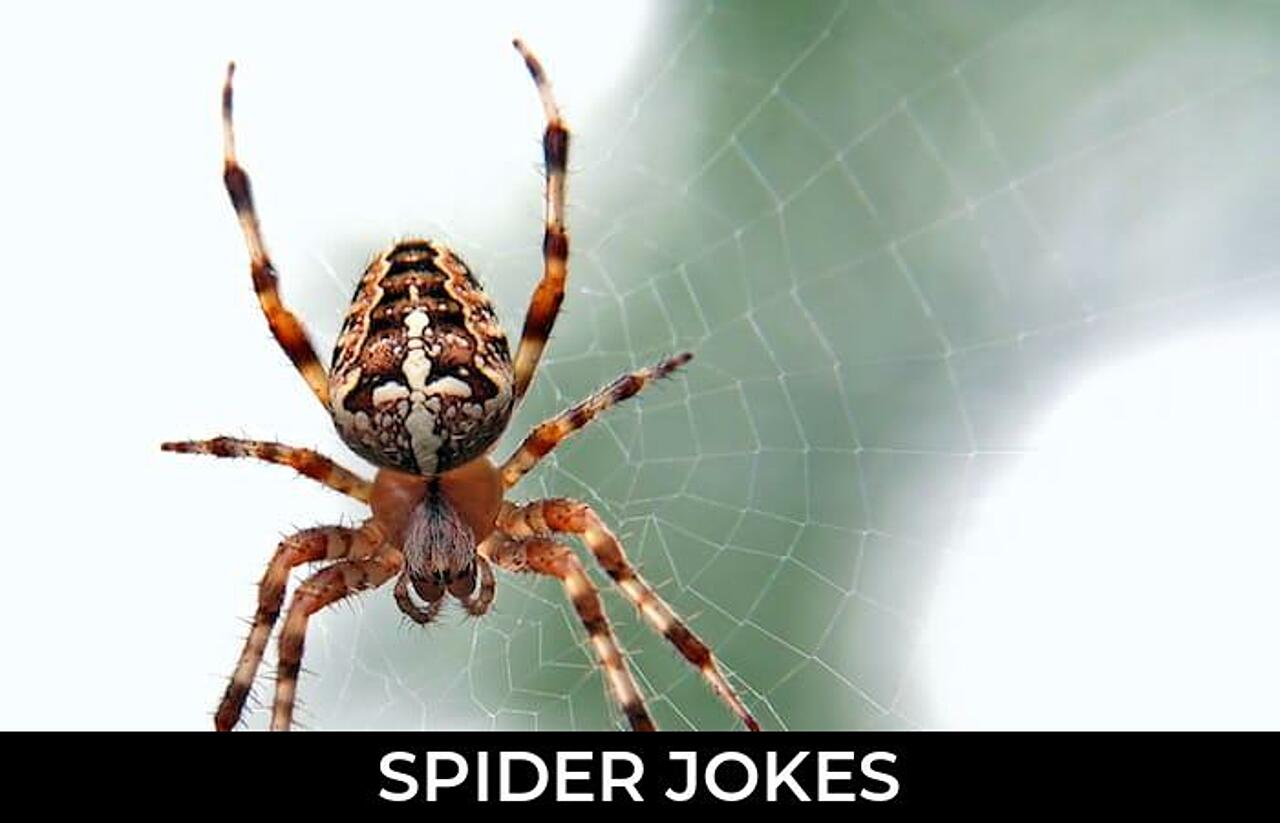 175+ Spider Jokes And Funny Puns JokoJokes