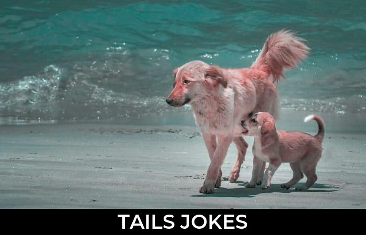 63+ Tails Jokes And Funny Puns JokoJokes