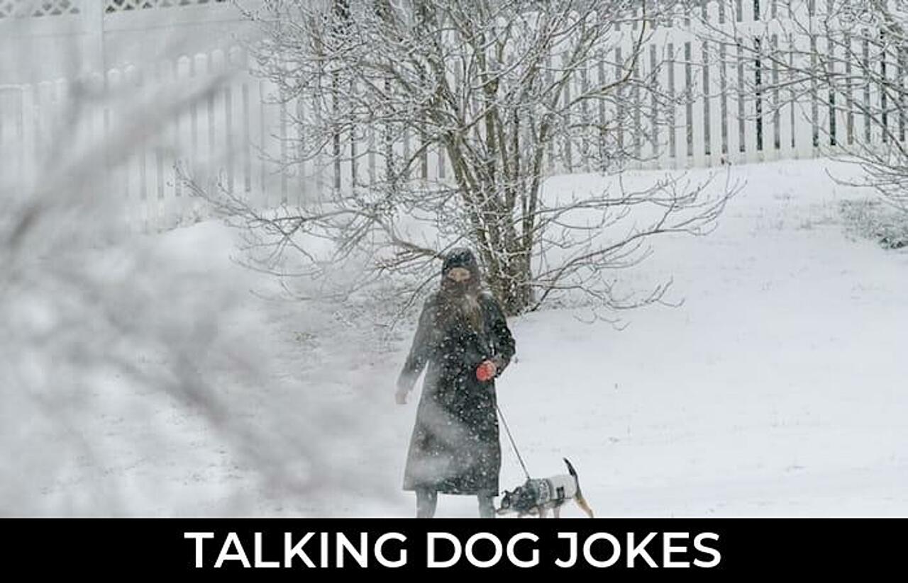 128+ Talking Dog Jokes And Funny Puns JokoJokes