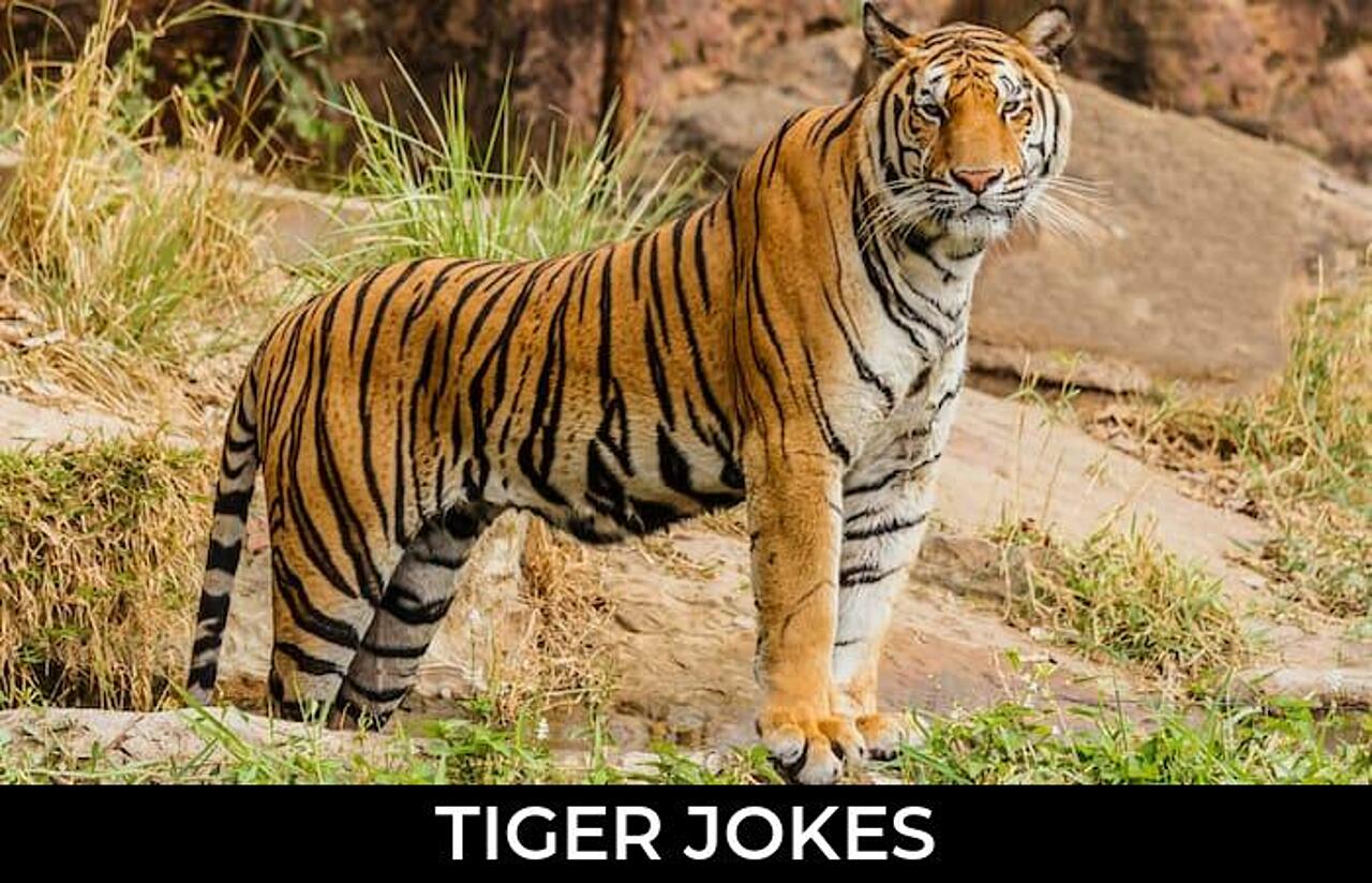 144+ Tiger Jokes And Funny Puns JokoJokes