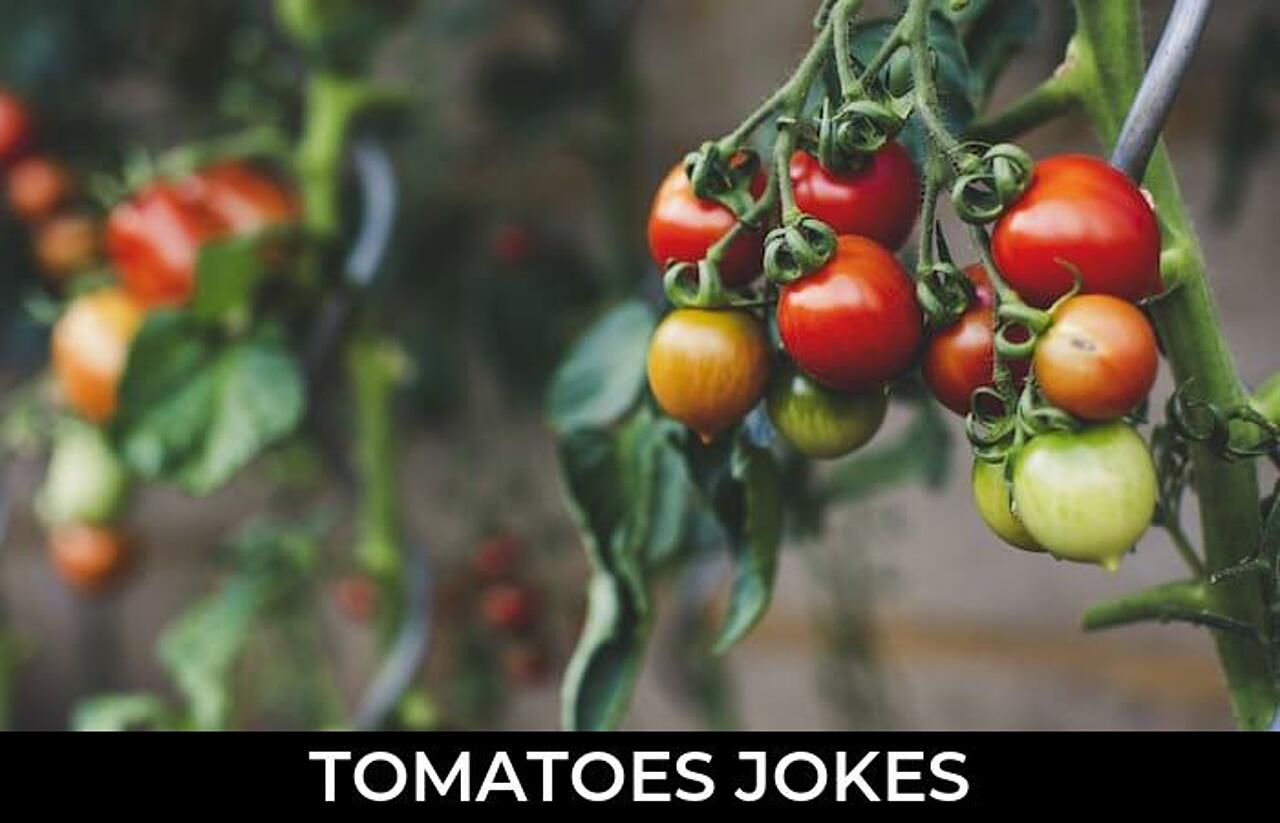 67+ Tomatoes Jokes To Make Fun JokoJokes