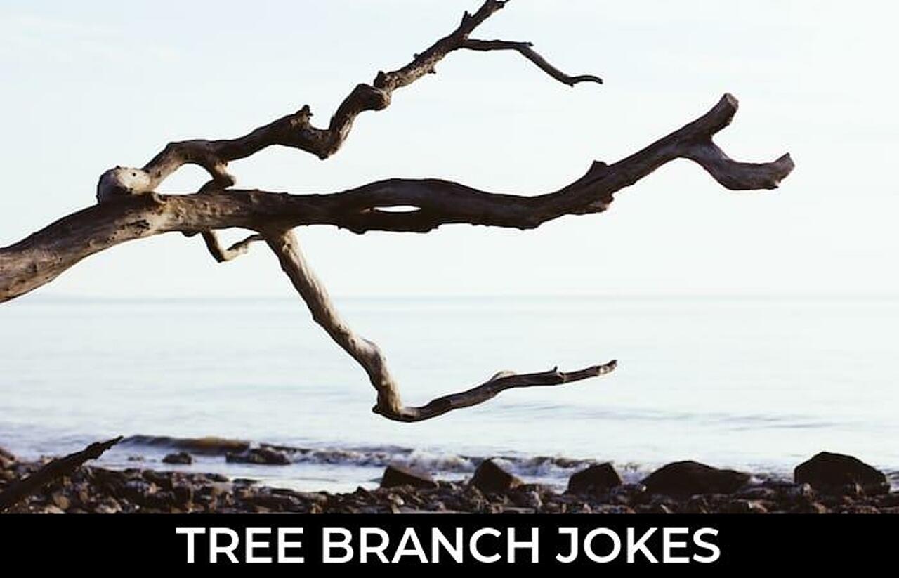 90+ Tree Branch Jokes And Funny Puns JokoJokes