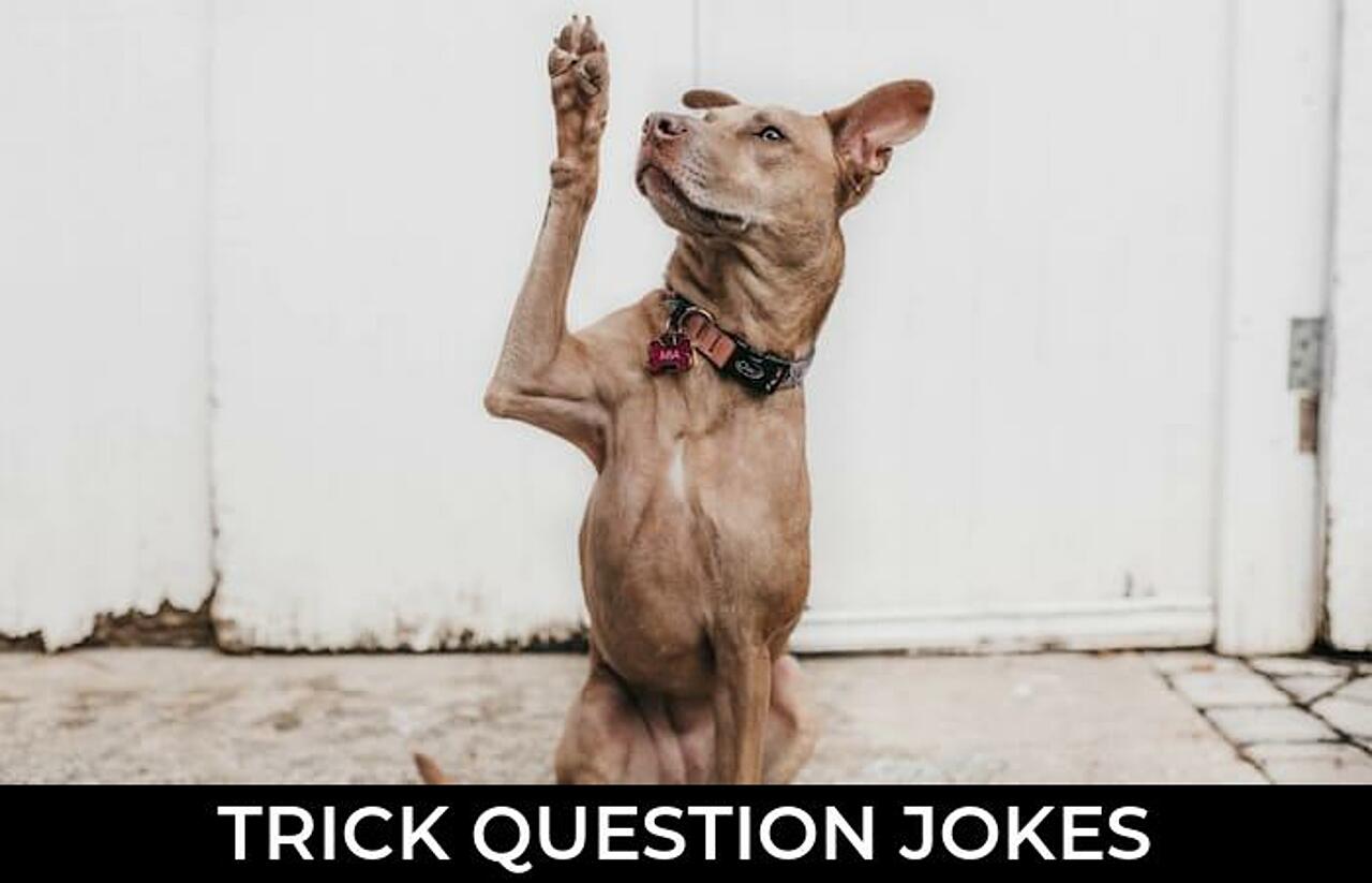 61+ Trick Question Jokes And Funny Puns JokoJokes