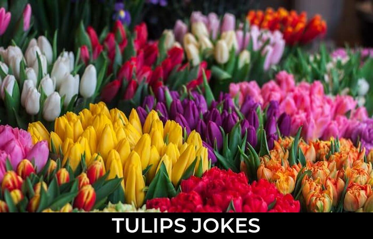 52+ Tulips Jokes And Funny Puns JokoJokes