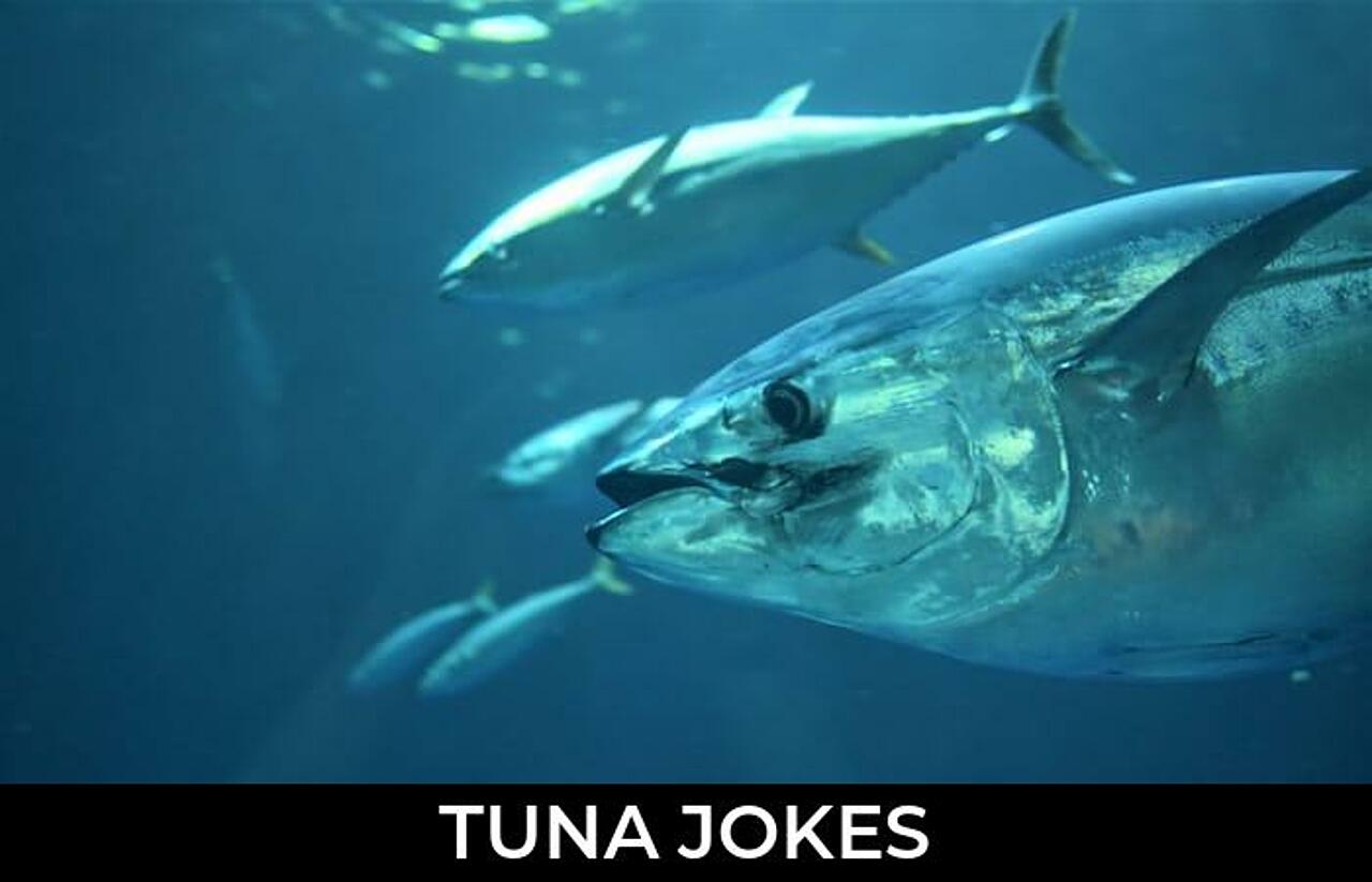 118+ Tuna Jokes And Funny Puns JokoJokes