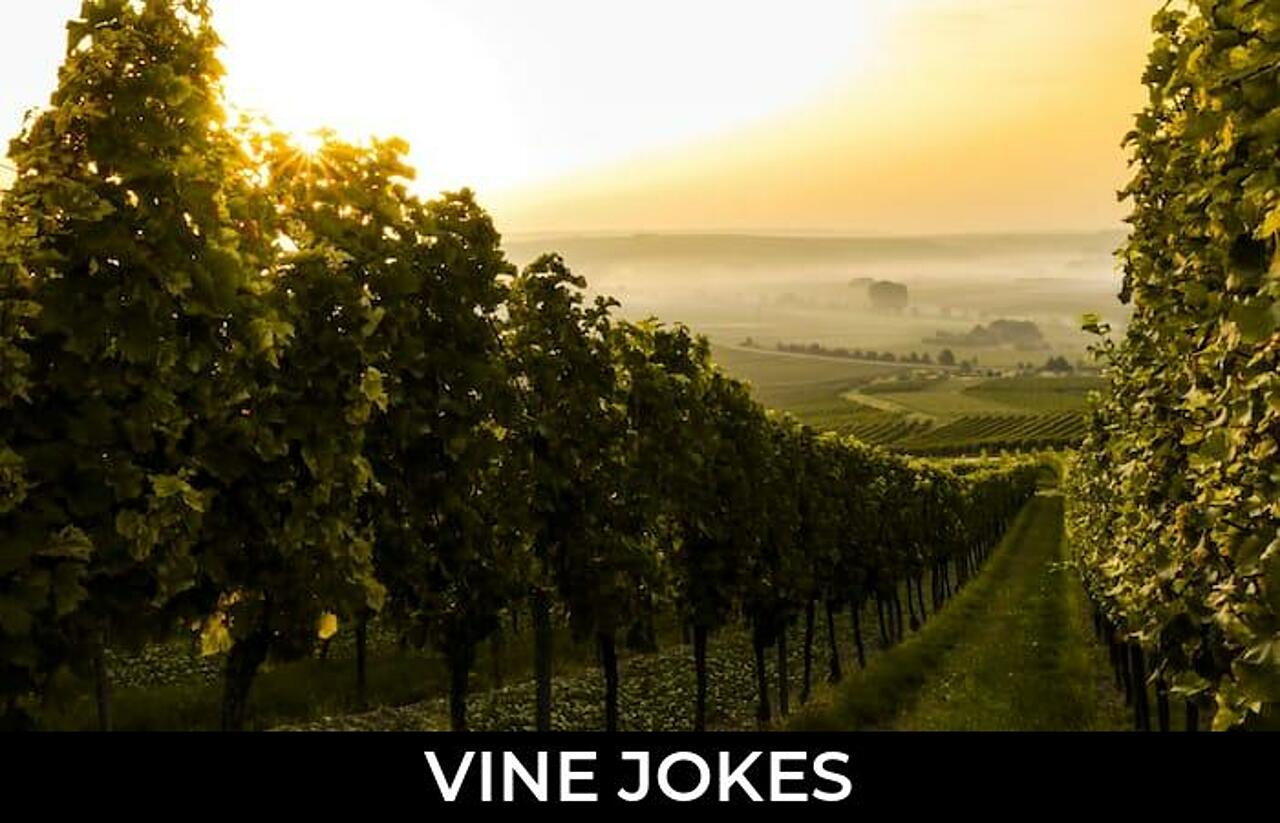 50+ Vine Jokes And Funny Puns JokoJokes
