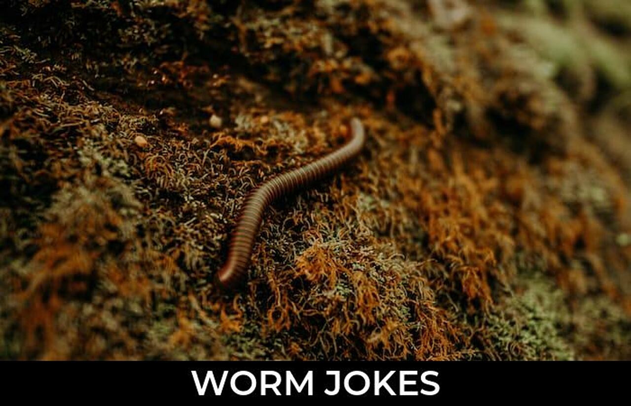 68+ Worm Jokes To Make Fun JokoJokes