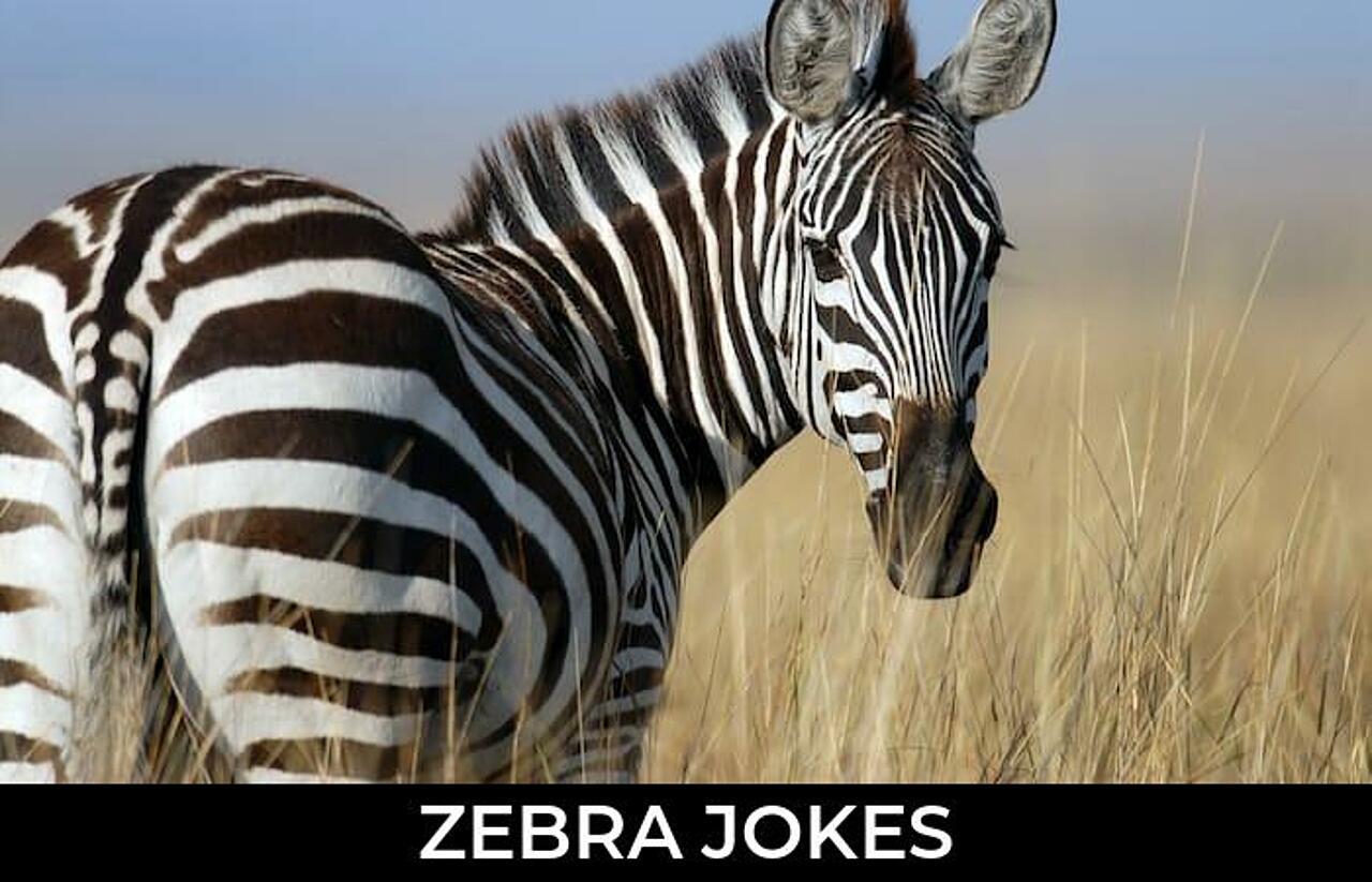 96+ Zebra Jokes And Funny Puns JokoJokes