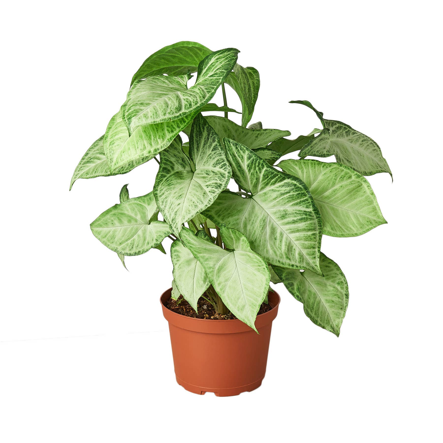 SYNGONIUM WHITE.BUTTERFLY Joli Jardin