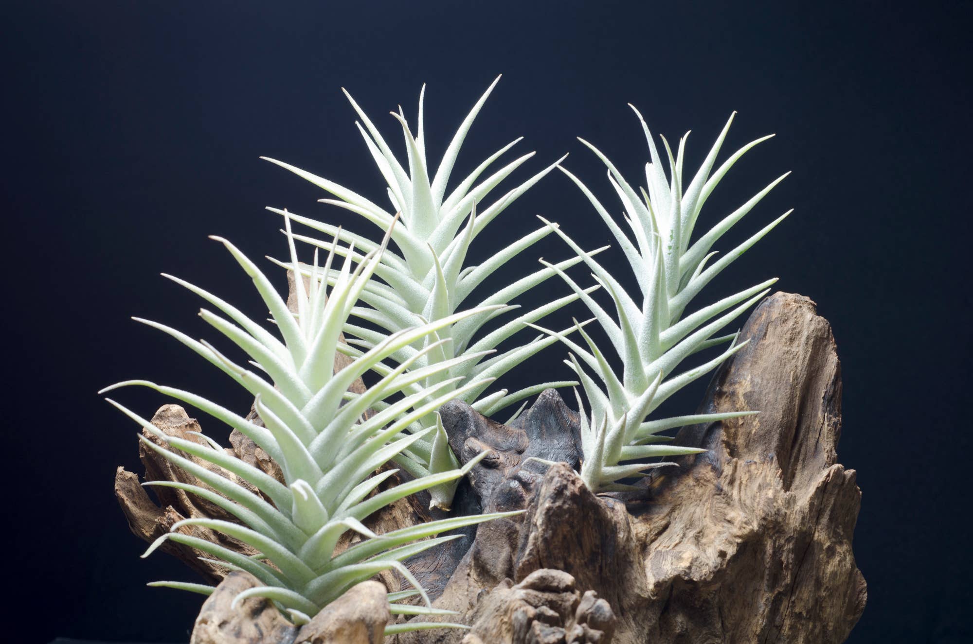 Tillandsia Purpurea No. 8 Live Air Plant, Air Plants Joli Jardin