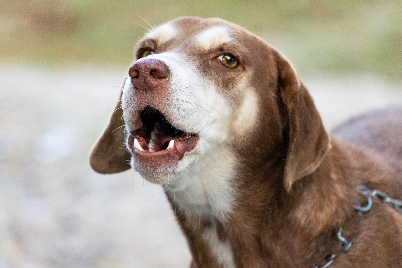 Why does my Dog bark at me and not my Husband Correct