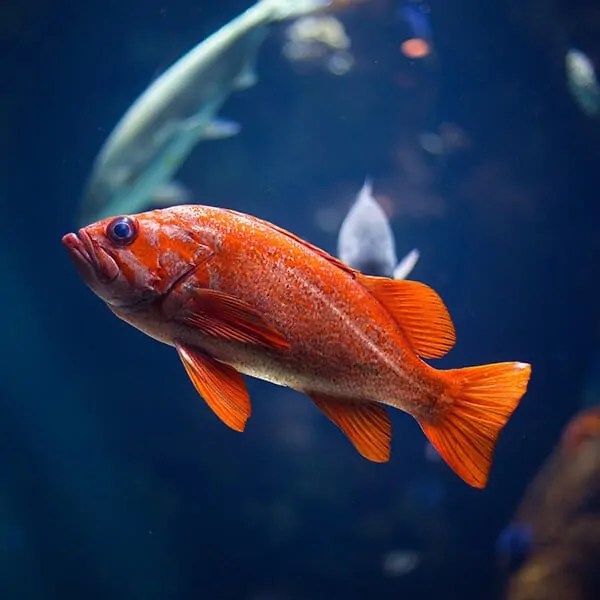 Order native UK fish species online Jolly Fish Farmer