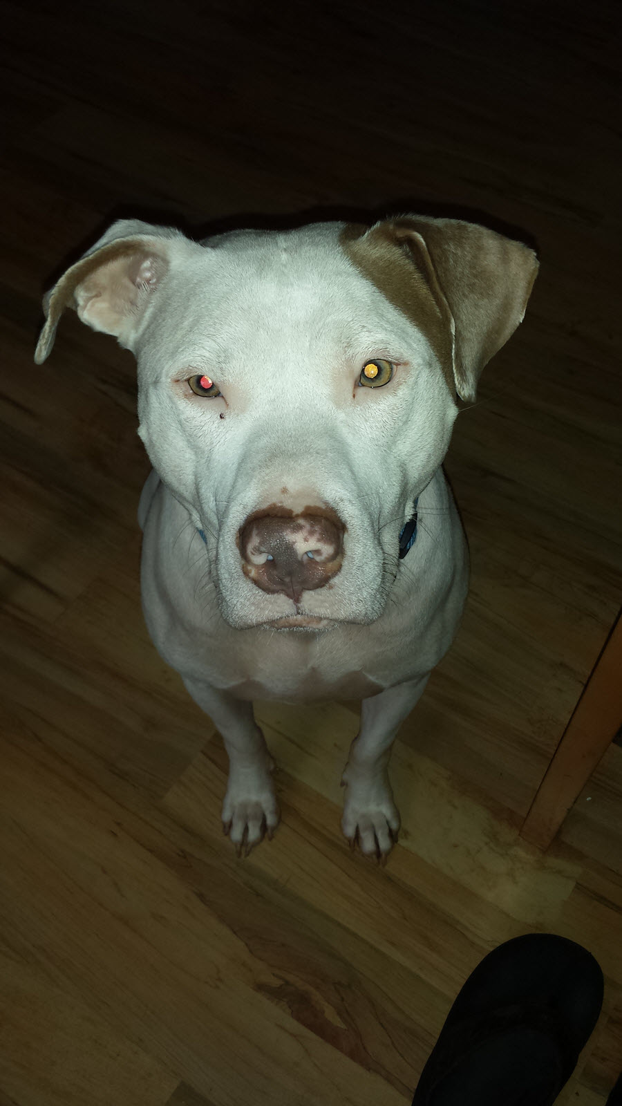 Do Pitbulls shed? How much do Pitbulls shed? (2023) JollyMutt