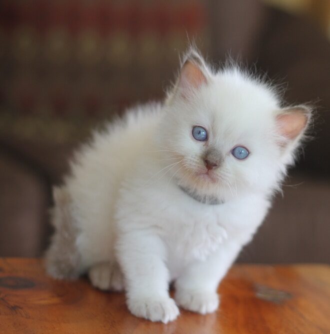 ragdoll breeders in nc near asheville