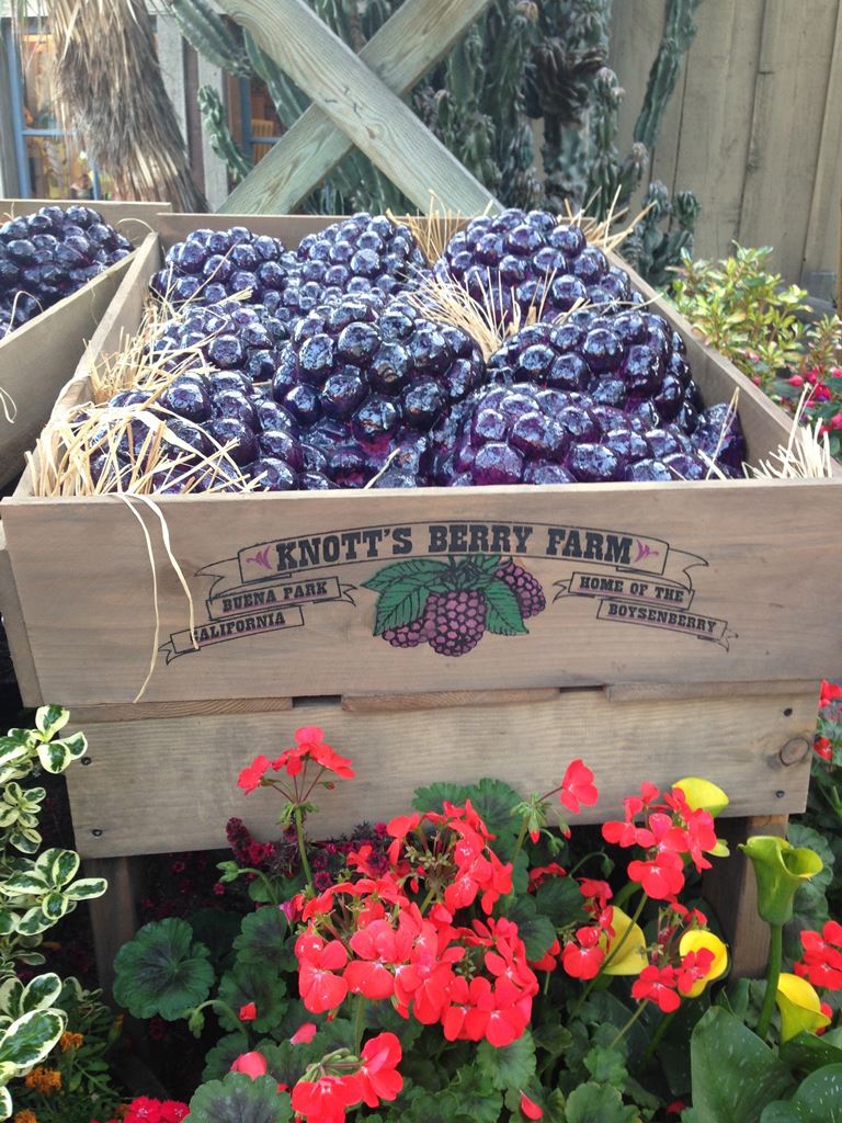 Celebrating All Things Boysenberry Jolly Tomato