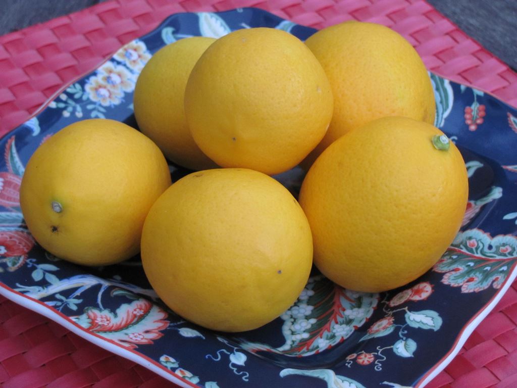 Meyer Lemons for Lemon Week Jolly Tomato