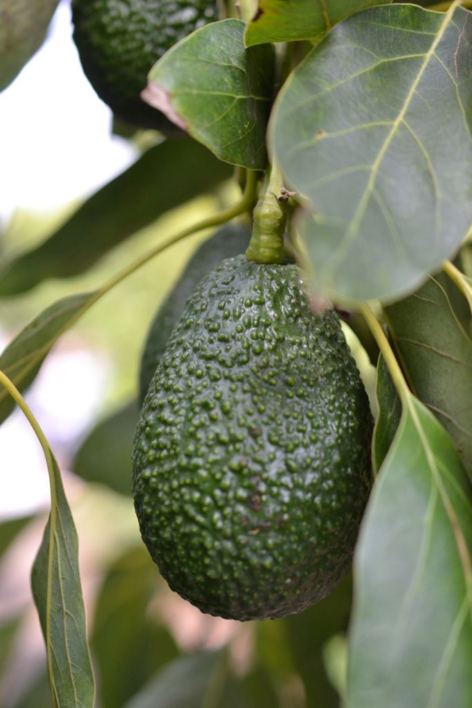 Real Food California Avocados, From Grove To Grocery Jolly Tomato