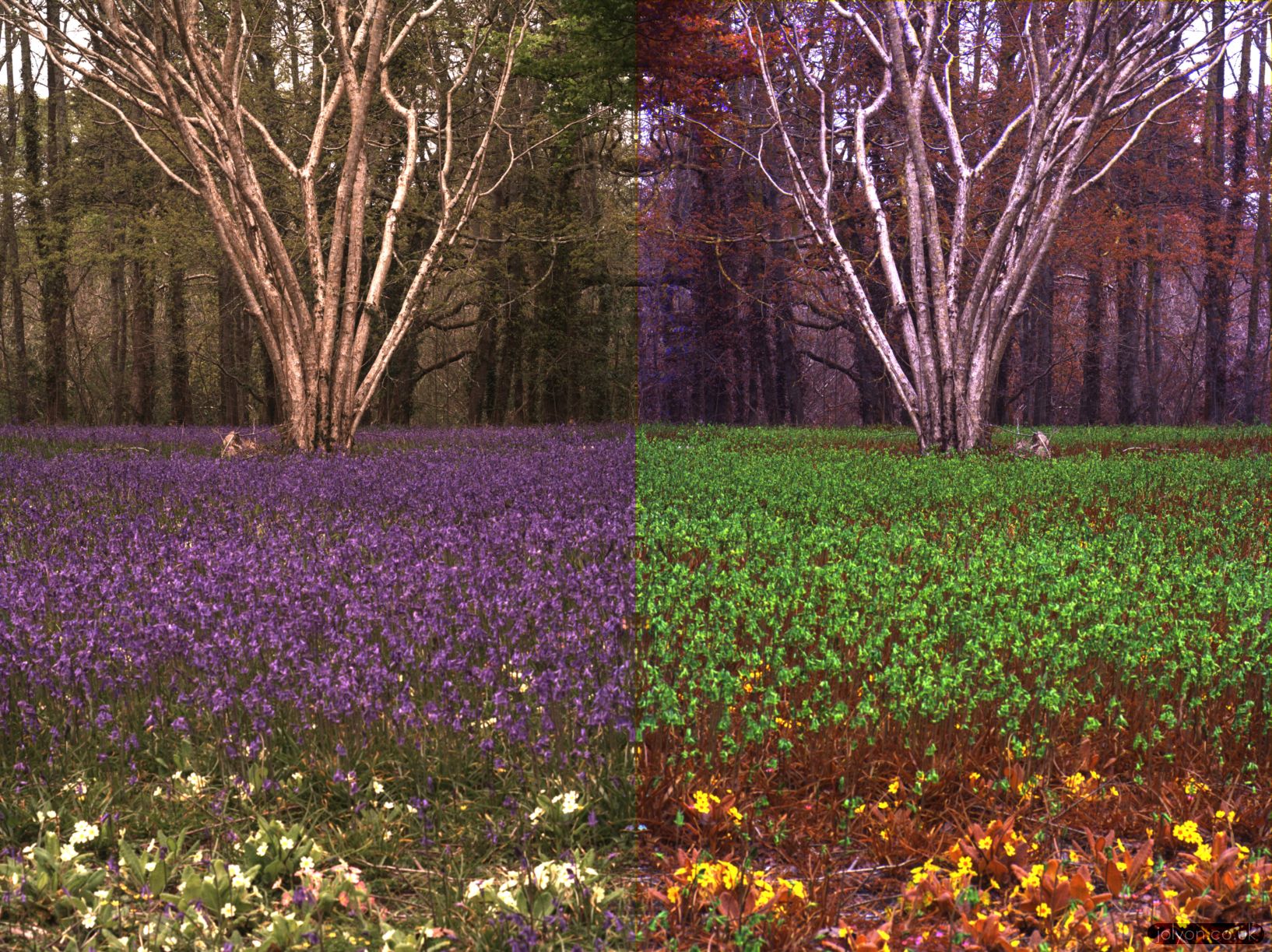 Bluebell displays in bee vision Jolyon's site